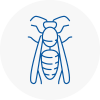 Herne Hill Wasp Nest Removal